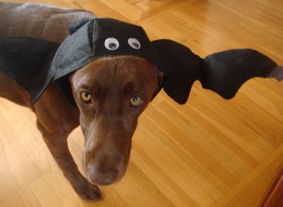 Jasper's Halloween costume