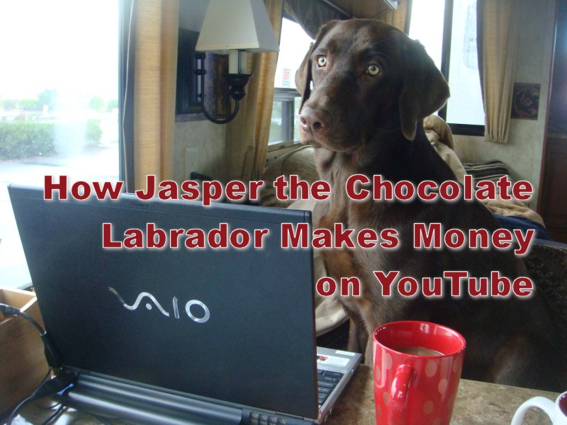 Jasper the Chocolate Labrador Knows How to Make Money on YouTube